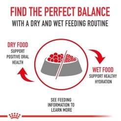 Royal Canin Feline Health Nutrition Digestive Care Dry Cat Food -Pet Shop 12136 1579120759