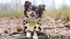 Fashion Pet Cosmo Animal Print Sweater -Pet Shop Small chihuahua COSMO ANIMAL PRINT SWTR