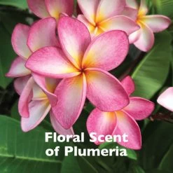 SPA By TropiClean Lavish Pure Shampoo For Pets -Pet Shop bq6qavljw5qdffvrko7z 6743dabe ebc2 4bb7 b6a4 e665f2583a16