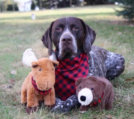 Tall Tails Crunch Bear Toy 7 Tall Tails Crunch Bear Toy - Image 5