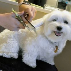 Coastal Pet Products Safari Dog Grooming Combs For Medium And Fine Coats -Pet Shop w8h5oossp6dquycrrgrq