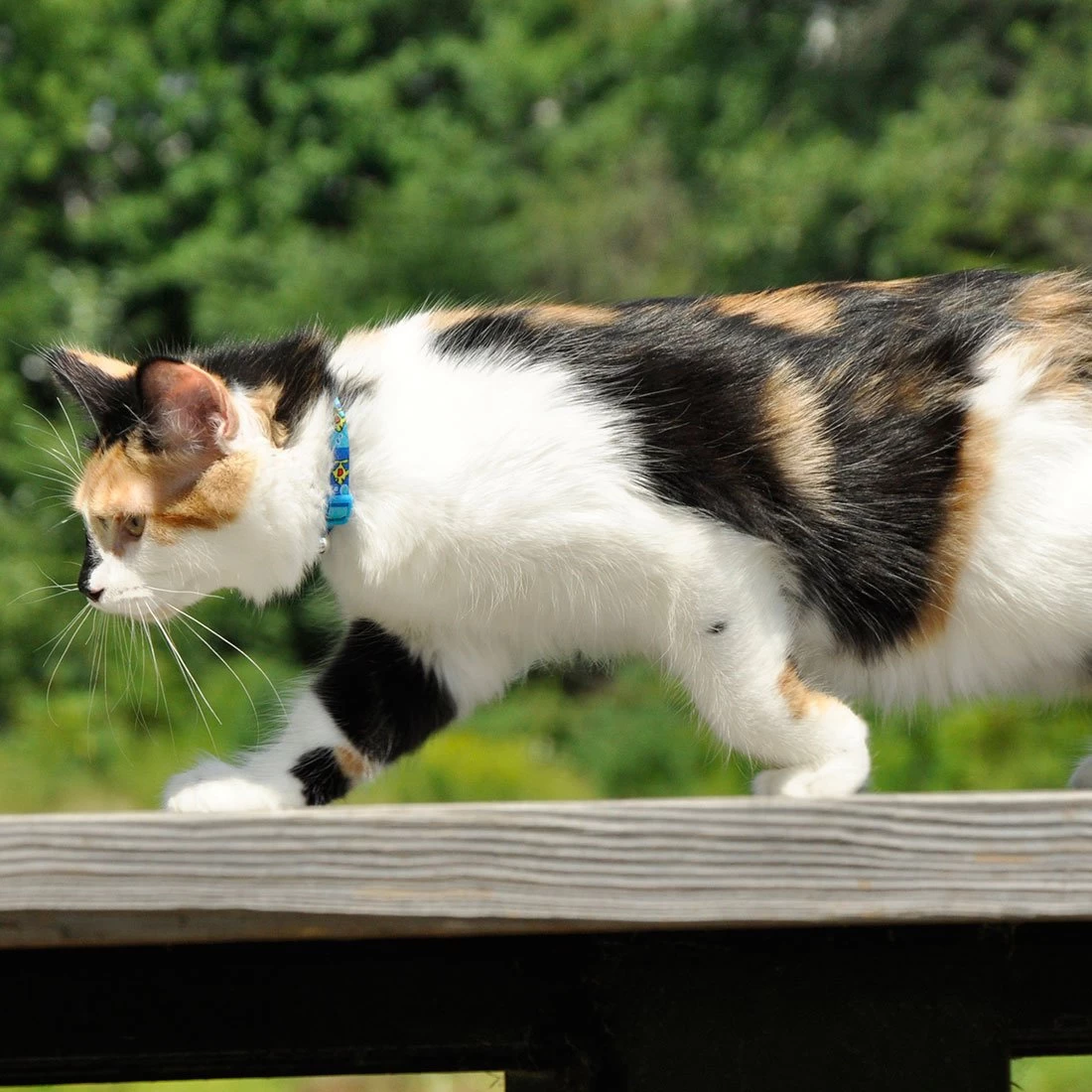 Coastal Pet Product Safe Cat Fashion Adjustable Breakaway Collar 4 Coastal Pet Product Safe Cat Fashion Adjustable Breakaway Collar - Image 2