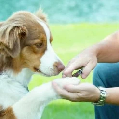 Coastal Pet Products Safari Guillotine Dog Nail Trimmer -Pet Shop y3wldgzktdfchmgrxmyz