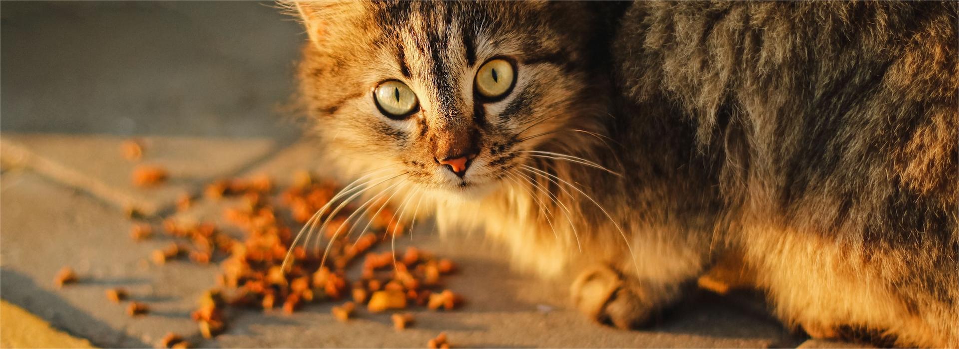 Front Page -Pet Shop anna kumpan wDfWGgQl9iU unsplash