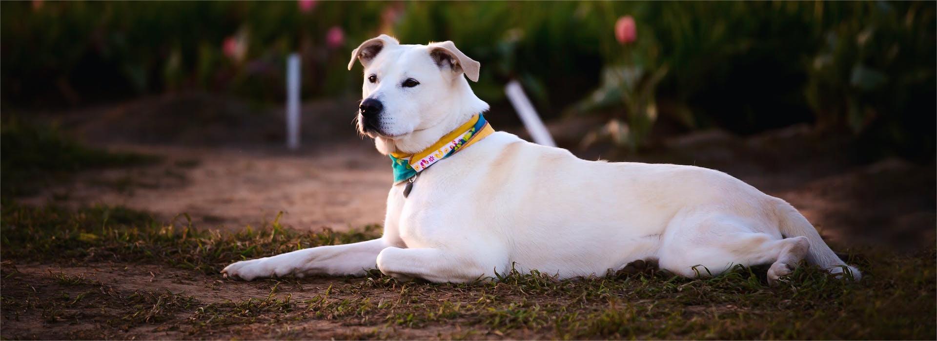 Front Page -Pet Shop pexels tabitha mort 607015